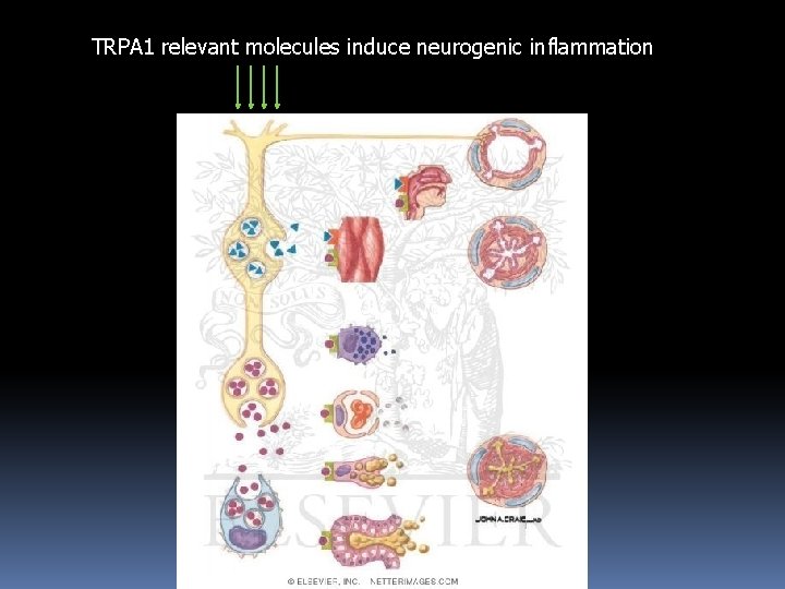 TRPA 1 relevant molecules induce neurogenic inflammation 