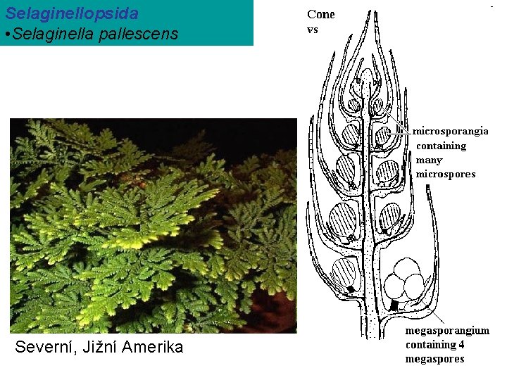Selaginellopsida • Selaginella pallescens Severní, Jižní Amerika 