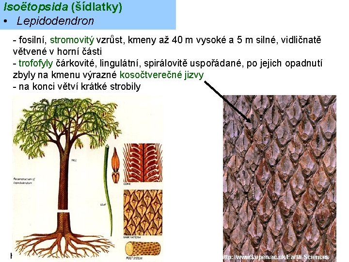 Isoëtopsida (šídlatky) • Lepidodendron - fosilní, stromovitý vzrůst, kmeny až 40 m vysoké a