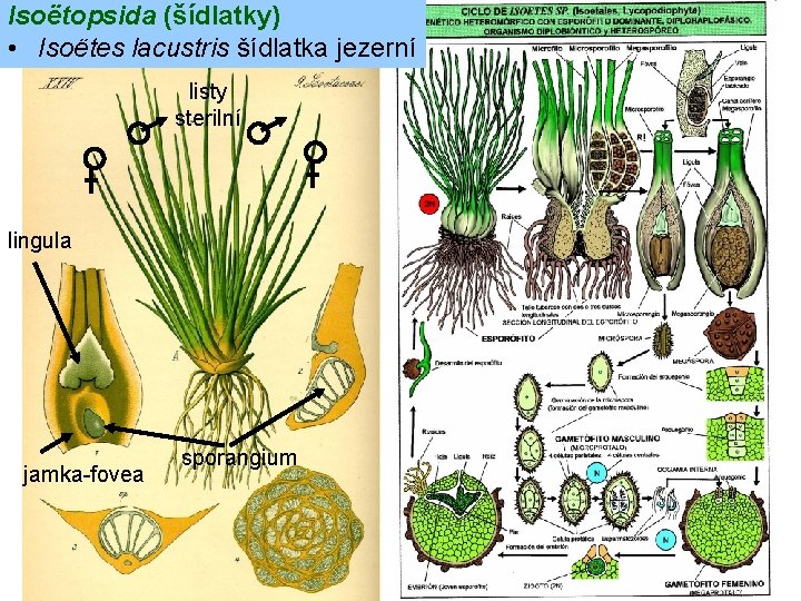 Isoëtopsida (šídlatky) • Isoëtes lacustris šídlatka jezerní listy sterilní lingula jamka-fovea sporangium 