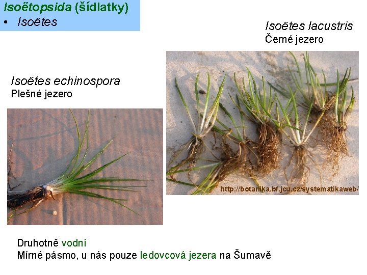 Isoëtopsida (šídlatky) • Isoëtes lacustris Černé jezero Isoëtes echinospora Plešné jezero http: //botanika. bf.