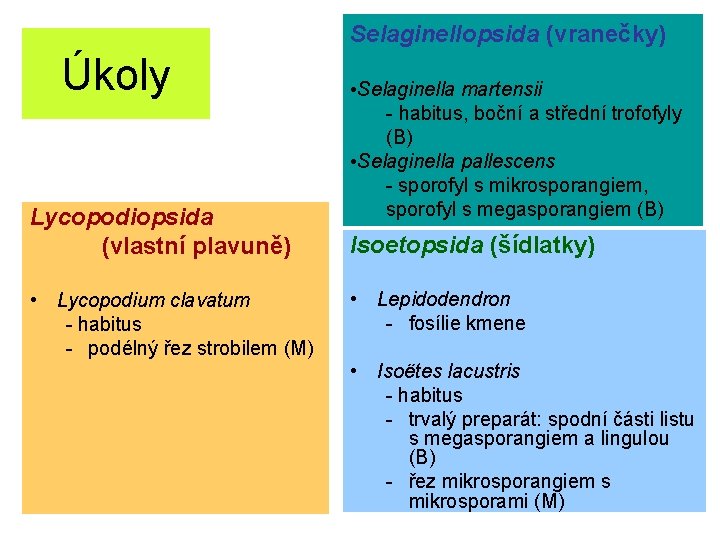 Selaginellopsida (vranečky) Úkoly Lycopodiopsida (vlastní plavuně) • Lycopodium clavatum - habitus - podélný řez