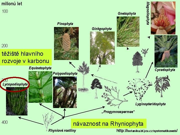 těžiště hlavního rozvoje v karbonu návaznost na Rhyniophyta http: //botanika. bf. jcu. cz/systematikaweb/ 