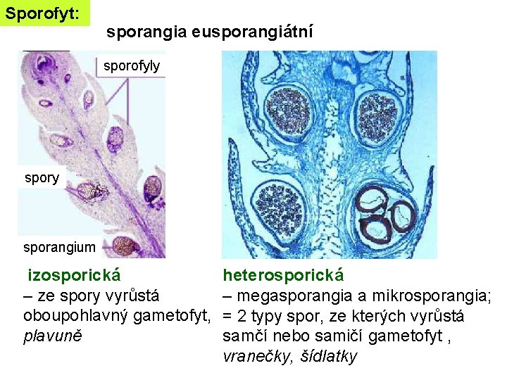 Sporofyt: sporangia eusporangiátní sporofyly sporangium izosporická – ze spory vyrůstá oboupohlavný gametofyt, plavuně heterosporická