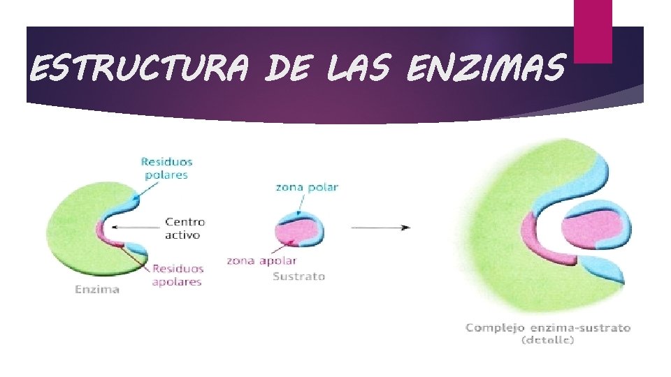 ESTRUCTURA DE LAS ENZIMAS 