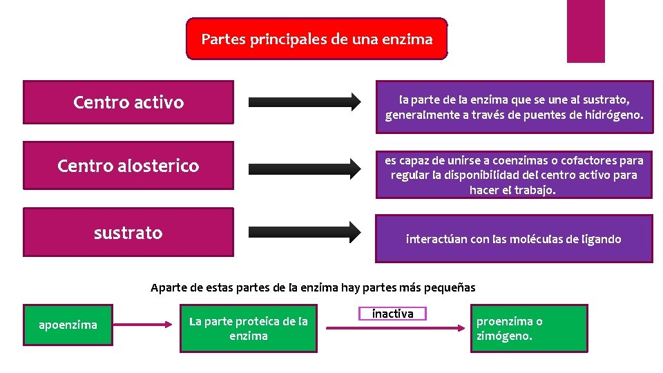 Partes principales de una enzima Centro activo la parte de la enzima que se