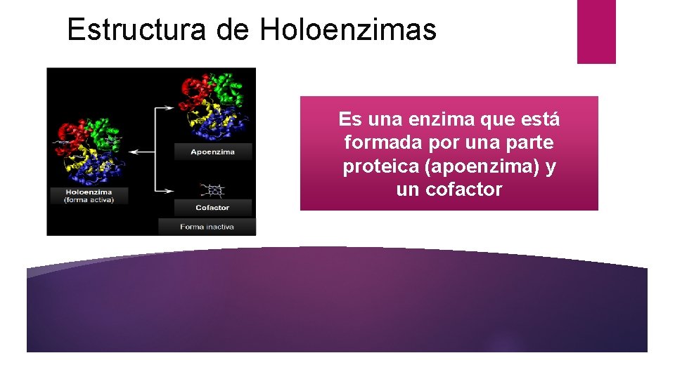 Estructura de Holoenzimas Es una enzima que está formada por una parte proteica (apoenzima)