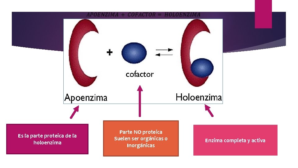  Es la parte proteica de la holoenzima Parte NO proteica Suelen ser orgánicas