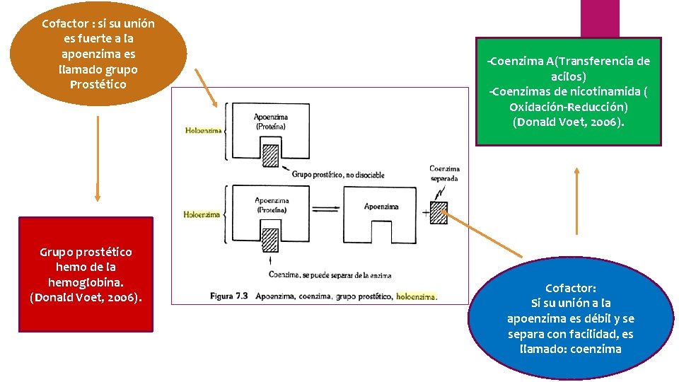 Cofactor : si su unión es fuerte a la apoenzima es llamado grupo Prostético