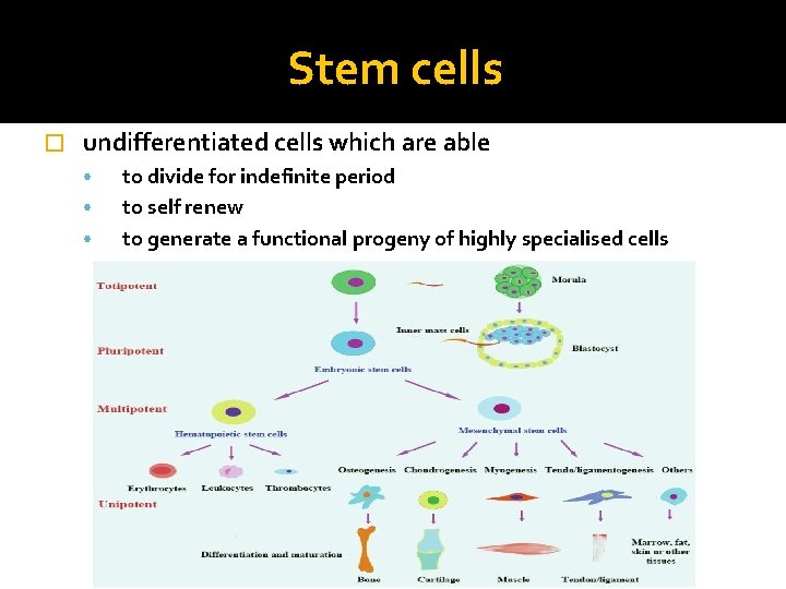 Stem cells � undifferentiated cells which are able • • • to divide for