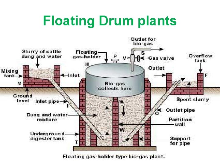Floating Drum plants 