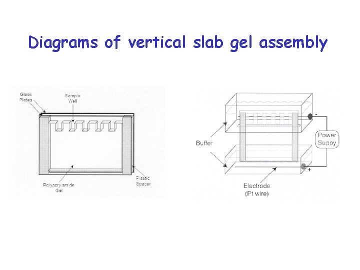 Diagrams of vertical slab gel assembly 