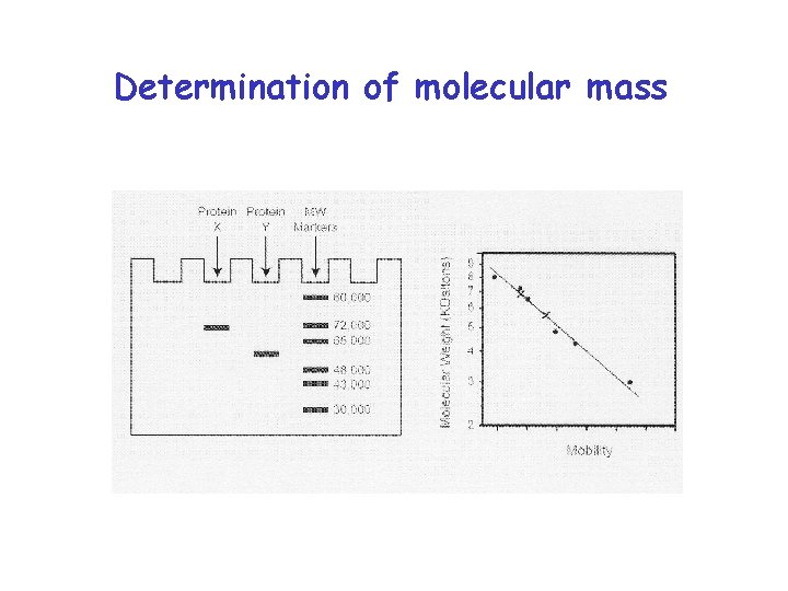 Determination of molecular mass 