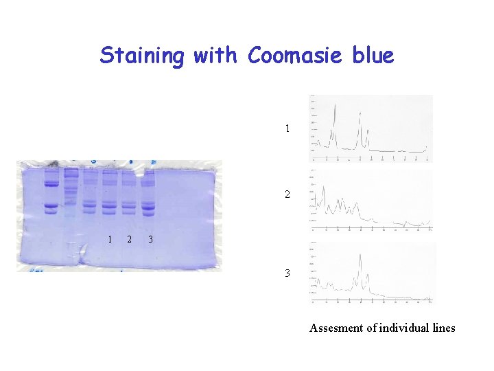 Staining with Coomasie blue 1 2 3 3 Assesment of individual lines 