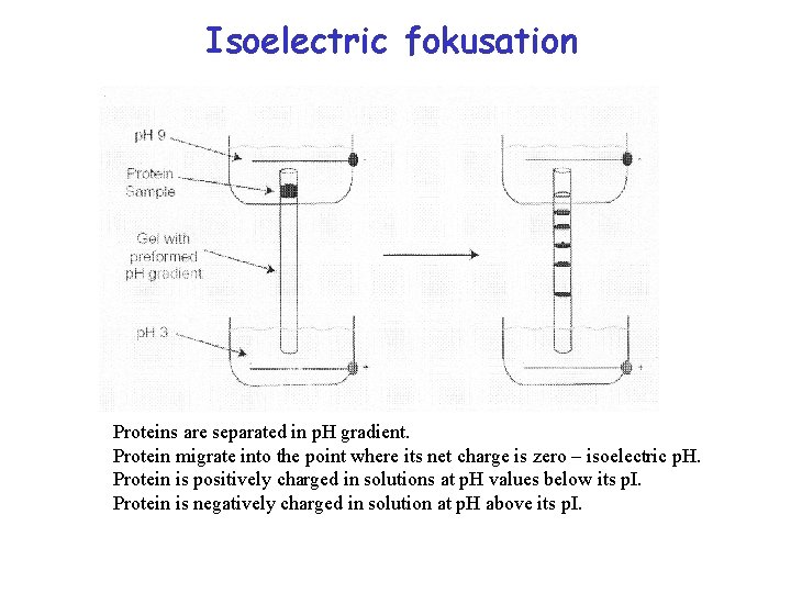 Isoelectric fokusation Proteins are separated in p. H gradient. Protein migrate into the point