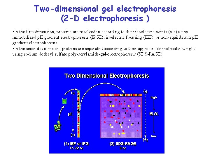 Two-dimensional gel electrophoresis (2 -D electrophoresis ) • In the first dimension, proteins are