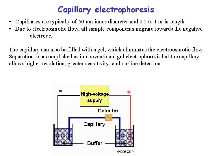 Capillary electrophoresis • Capillaries are typically of 50 µm inner diameter and 0. 5