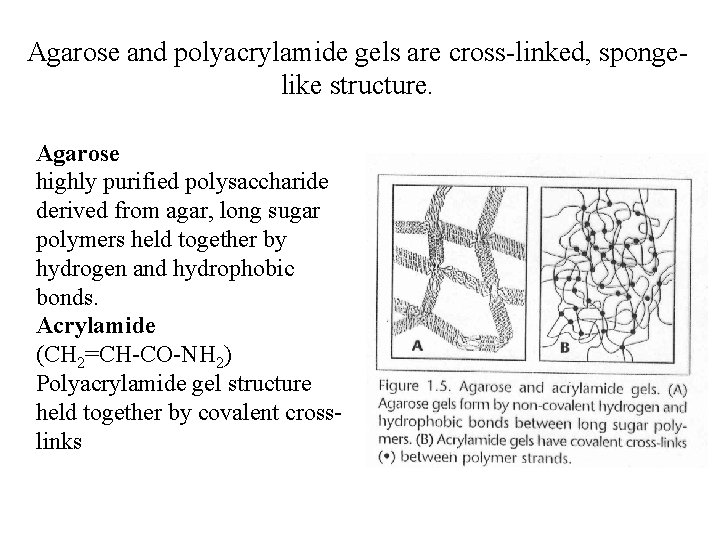 Agarose and polyacrylamide gels are cross-linked, spongelike structure. Agarose highly purified polysaccharide derived from