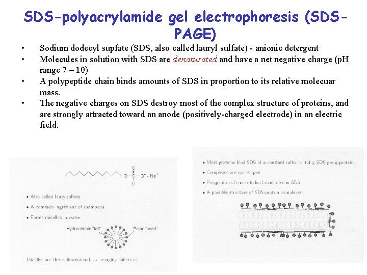 SDS-polyacrylamide gel electrophoresis (SDSPAGE) • • Sodium dodecyl supfate (SDS, also called lauryl sulfate)