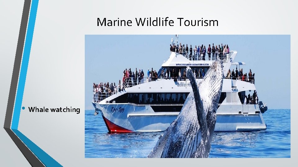 Marine Wildlife Tourism • Whale watching 