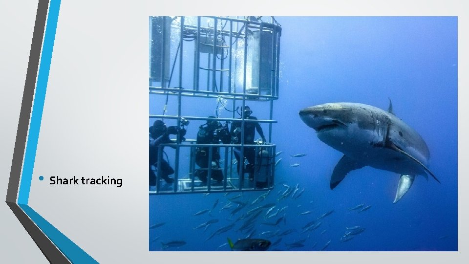  • Shark tracking 