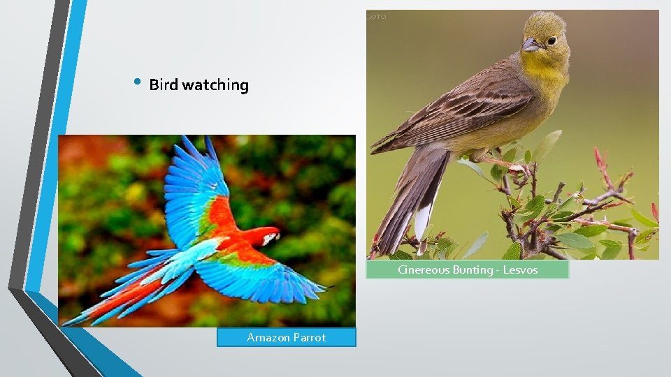  • Bird watching Cinereous Bunting - Lesvos Amazon Parrot 