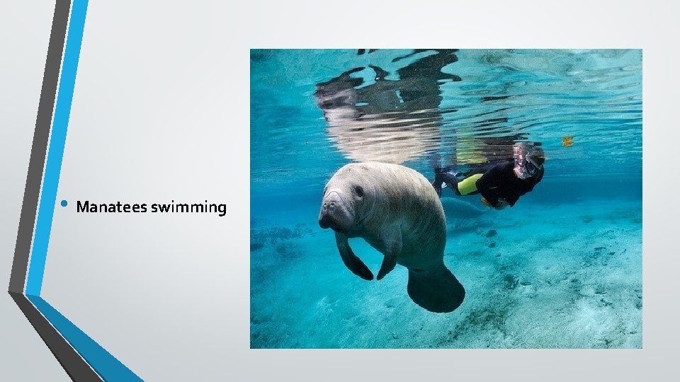  • Manatees swimming 