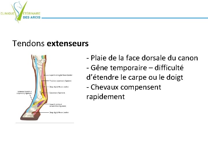 Tendons extenseurs - Plaie de la face dorsale du canon - Gêne temporaire – Tendons extenseurs - Plaie de la face dorsale du canon - Gêne temporaire –