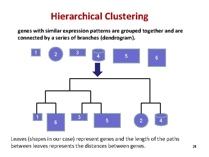 Hierarchical Clustering genes with similar expression patterns are grouped together and are connected by