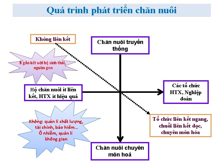 Quá trình phát triển chăn nuôi Không liên kết Chăn nuôi truyền thống Ít