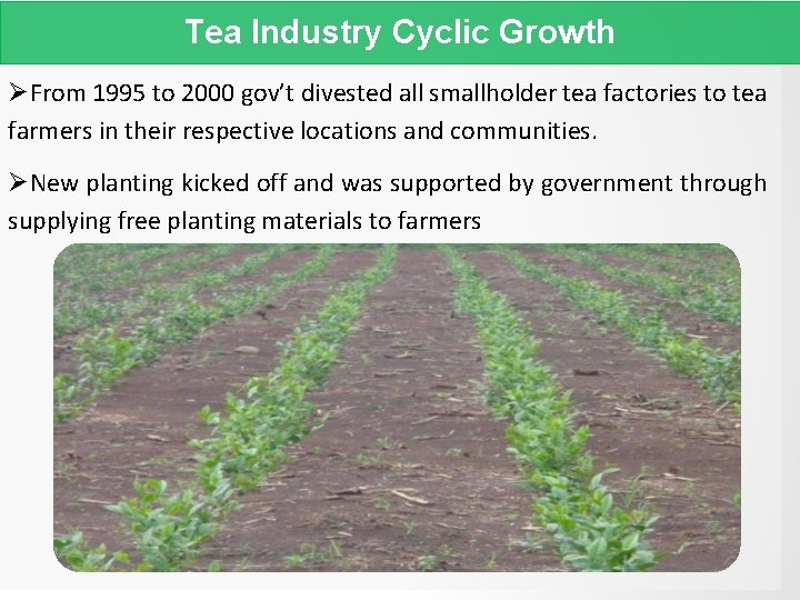 Tea Industry Cyclic Growth From 1995 to 2000 gov’t divested all smallholder tea factories