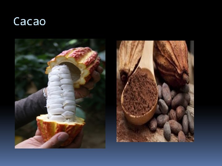 Cacao 