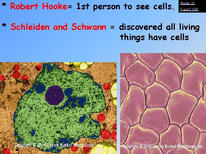 * Robert Hooke= 1 st person to see cells. Hooke : 25 S and
