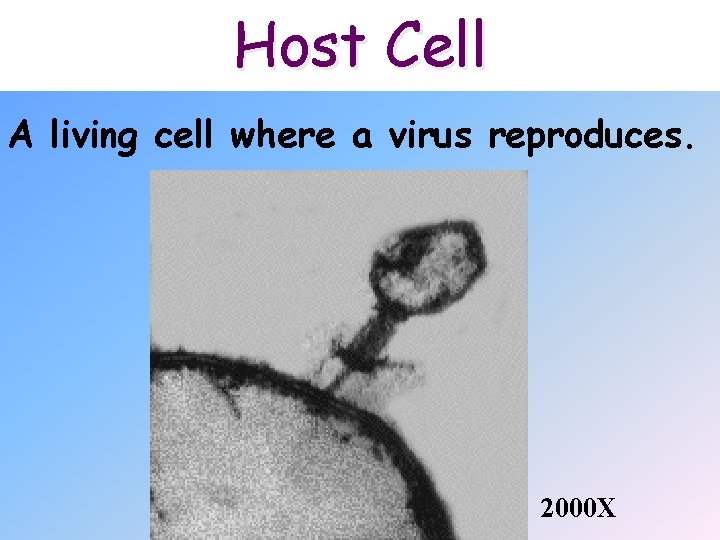 Host Cell A living cell where a virus reproduces. 2000 X 