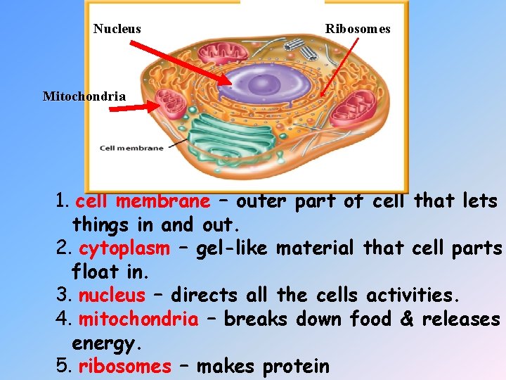 Nucleus Ribosomes Mitochondria 1. cell membrane – outer part of cell that lets things