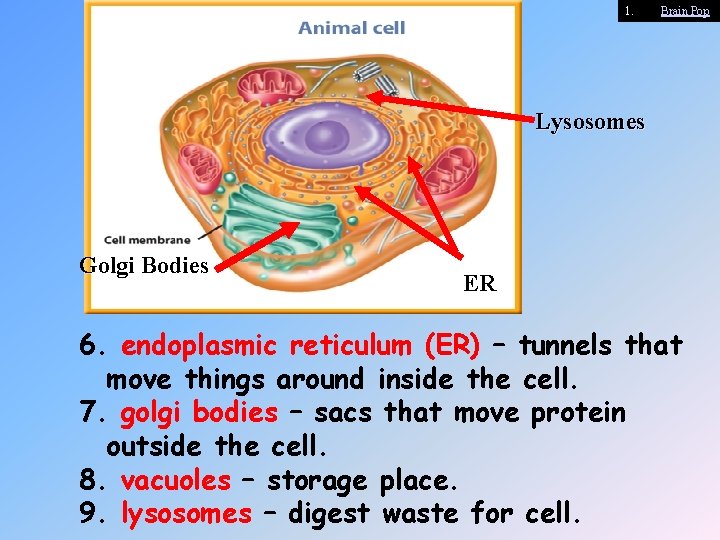 1. Brain Pop Lysosomes Golgi Bodies ER 6. endoplasmic reticulum (ER) – tunnels that