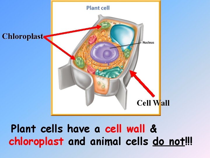 Chloroplast Cell Wall Plant cells have a cell wall & chloroplast and animal cells