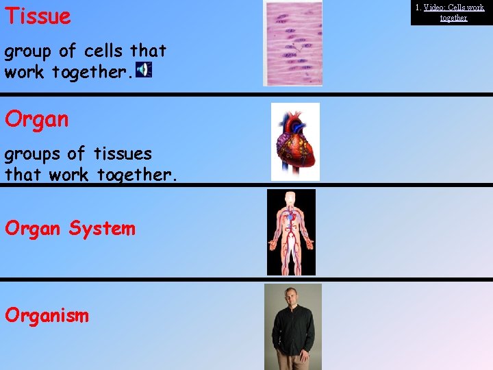 Tissue group of cells that work together. Organ groups of tissues that work together.