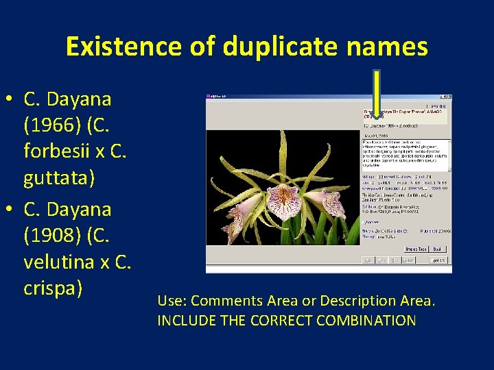 Existence of duplicate names • C. Dayana (1966) (C. forbesii x C. guttata) •