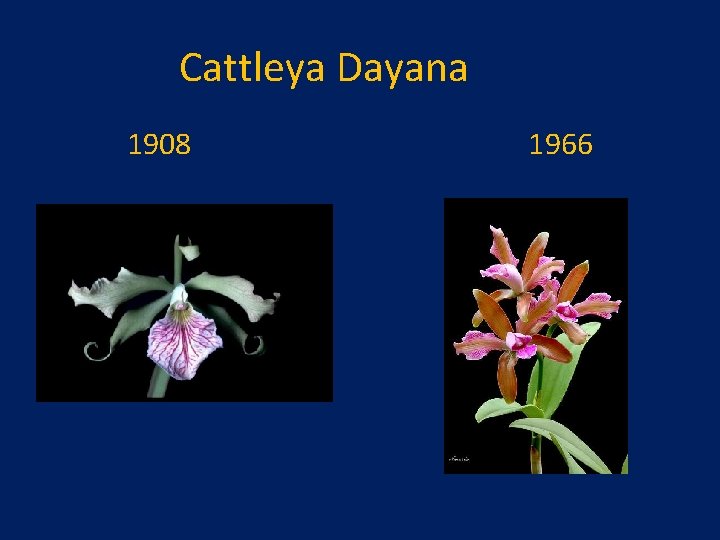 Cattleya Dayana 1908 1966 