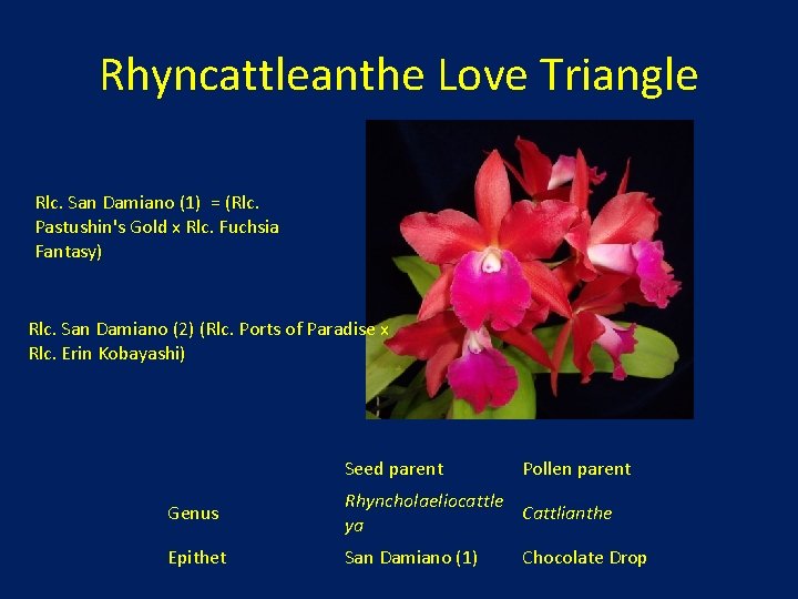 Rhyncattleanthe Love Triangle Rlc. San Damiano (1) = (Rlc. Pastushin's Gold x Rlc. Fuchsia