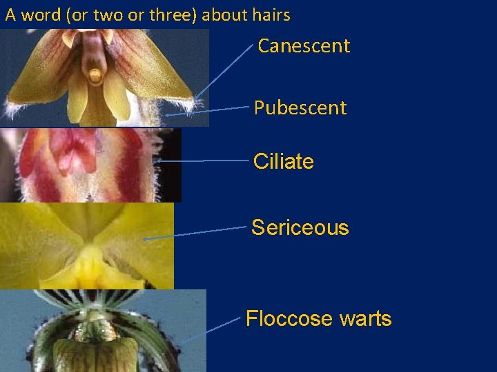 A word (or two or three) about hairs Canescent Pubescent Ciliate Sericeous Floccose warts