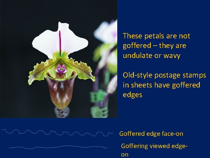 These petals are not goffered – they are undulate or wavy Old-style postage stamps