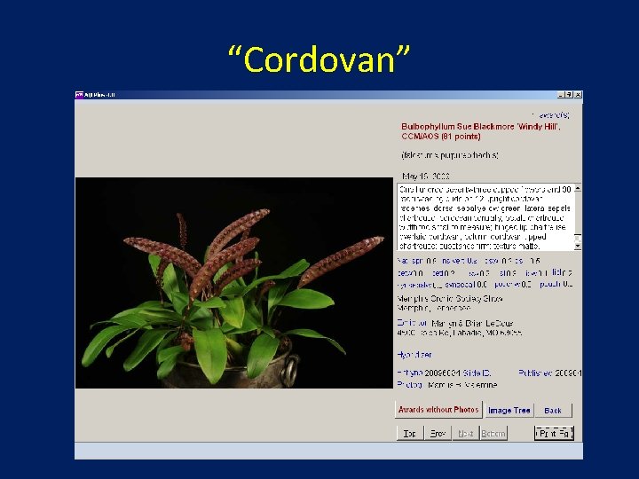 “Cordovan” 