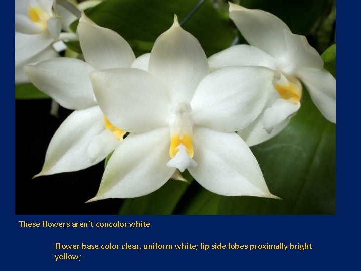These flowers aren’t concolor white Flower base color clear, uniform white; lip side lobes