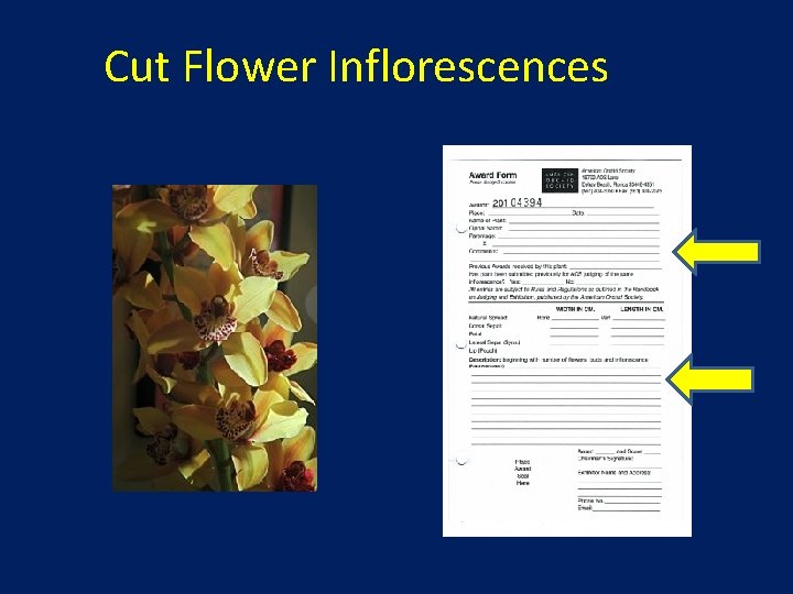 Cut Flower Inflorescences 