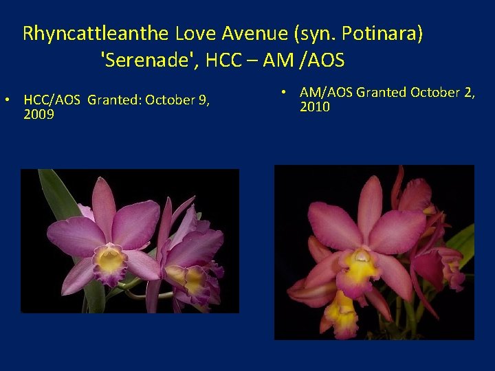 Rhyncattleanthe Love Avenue (syn. Potinara) 'Serenade', HCC – AM /AOS • HCC/AOS Granted: October