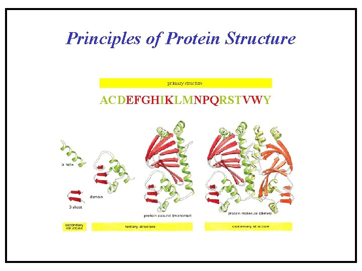 Principles of Protein Structure primary structure ACDEFGHIKLMNPQRSTVWY Principles of Protein Structure primary structure ACDEFGHIKLMNPQRSTVWY