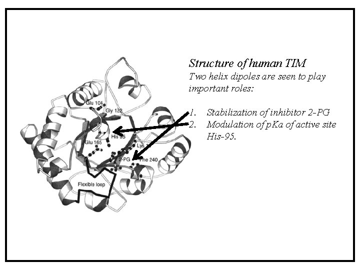 Structure of human TIM Two helix dipoles are seen to play important roles: 1. Structure of human TIM Two helix dipoles are seen to play important roles: 1.