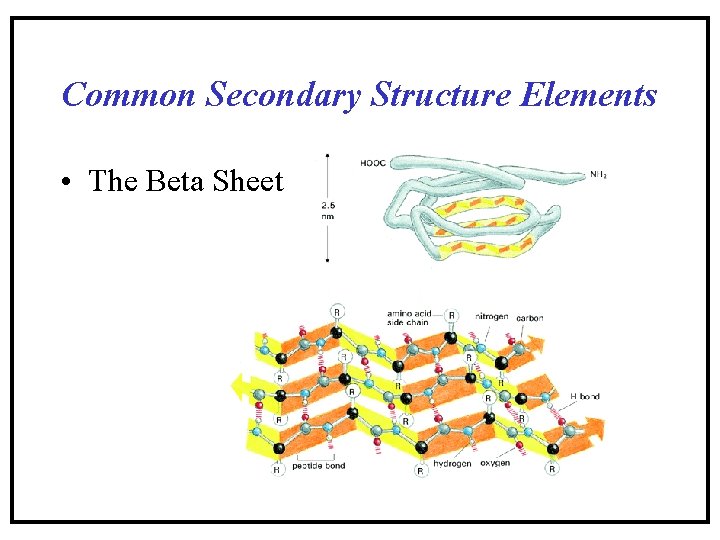 Common Secondary Structure Elements • The Beta Sheet Common Secondary Structure Elements • The Beta Sheet